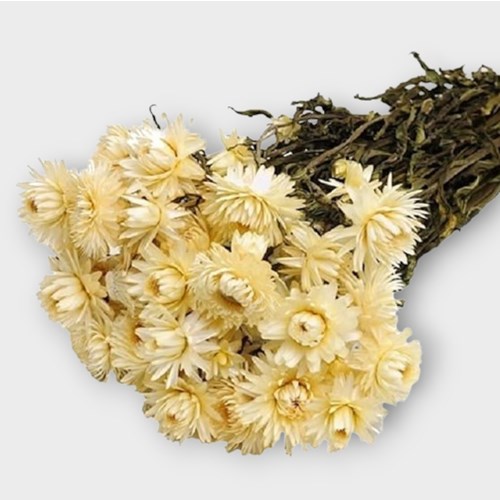 HELICHRYSUM WHITE (DRIED)
