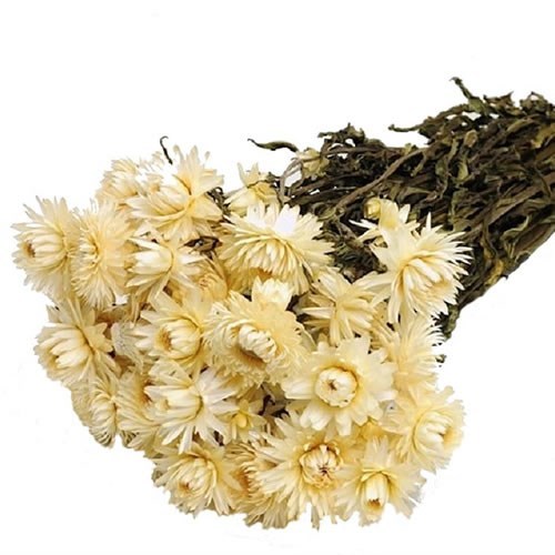 HELICHRYSUM WHITE DRIED (BULK PACK) Wholesale Dried Flowers UK Preserved Flowers