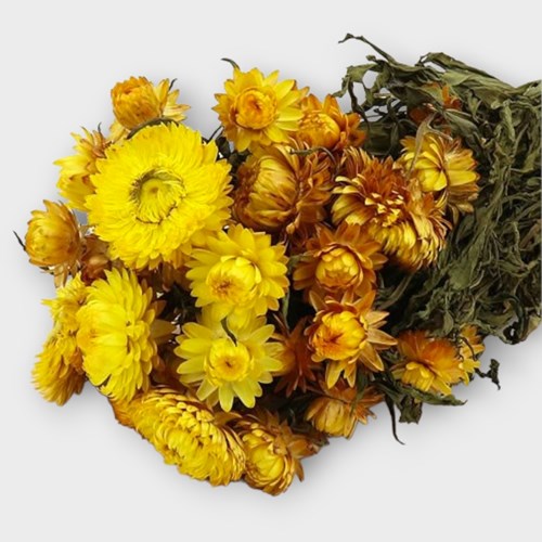 Everlasting Dried Flower Bunches & Bouquets Helichrysum Yellow Dried 50cm