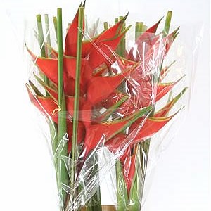 HELICONIA BIHAI LOBSTER