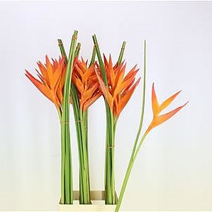 HELICONIA GOLDEN OPAL