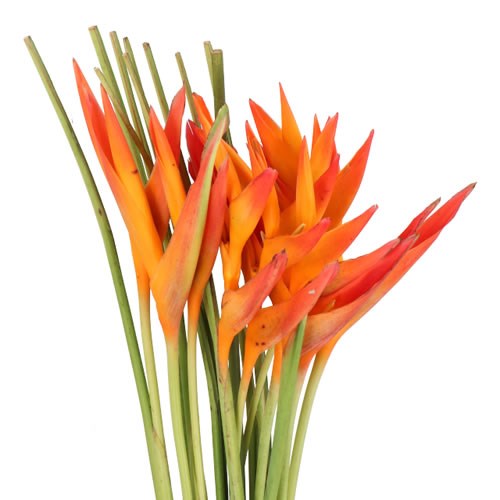 HELICONIA OPAL ORANGE