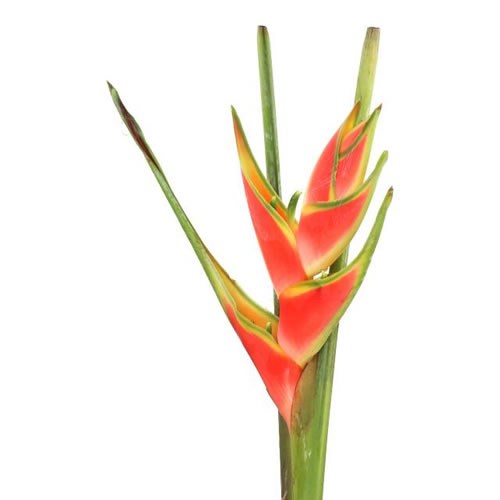 HELICONIA RED