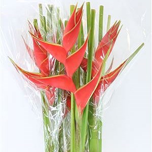 HELICONIA RED IRIS