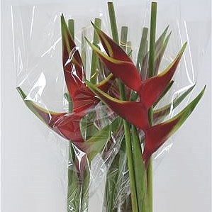 HELICONIA RICHMOND