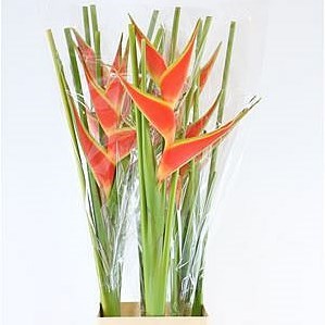 HELICONIA WAGNERIANA RED