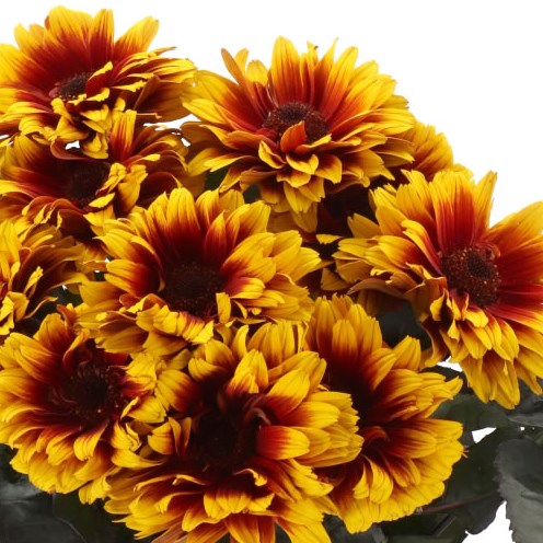 HELIOPSIS BONFIRE SUNSET