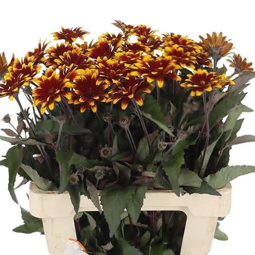 HELIOPSIS SPAR CONTRAST 60cm Wholesale Dutch Flowers & Florist