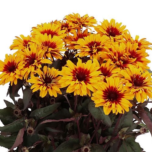 HELIOPSIS YELLOW SPIDER