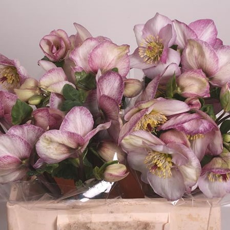 HELLEBORES AARENDELLE BELLA PICOTEE
