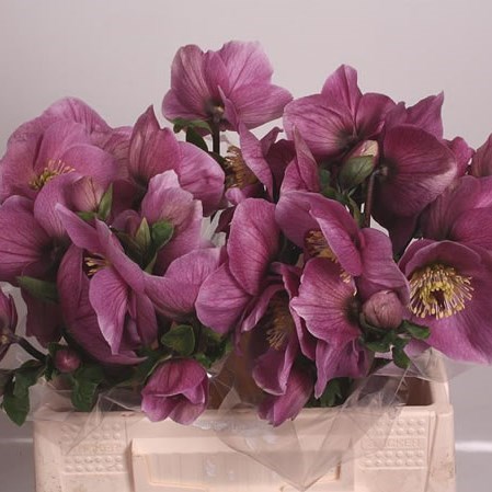 HELLEBORES AARENDELLE BELLA PINK