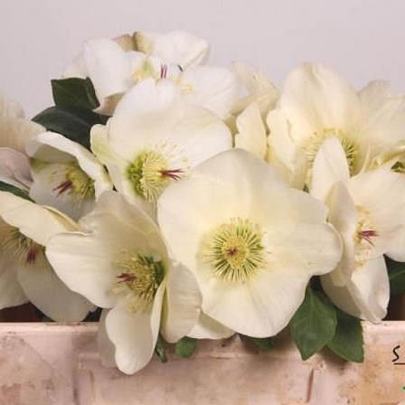 HELLEBORES AARENDELLE BELLA WHITE