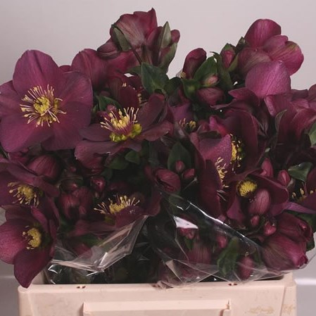 HELLEBORES AARENDELLE LEXA DARK PURPLE