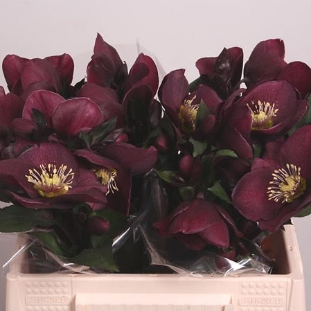 HELLEBORES AARENDELLE MARA DARK RED