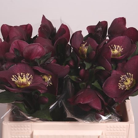 HELLEBORES AARENDELLE MARA DARK RED