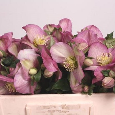 HELLEBORES AARENDELLE MARA PINK