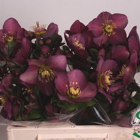 HELLEBORES AARENDELLE MARA PURPLE