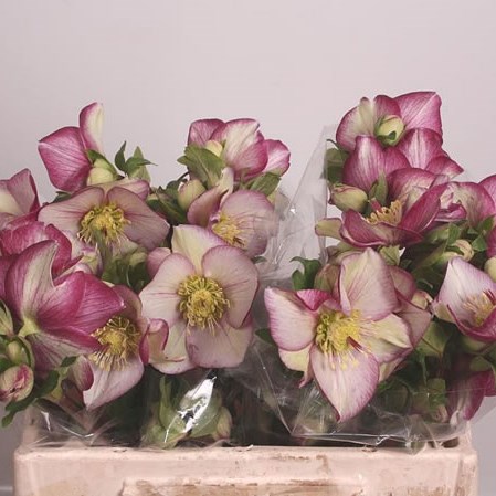 HELLEBORES AARENDELLE MARA RED PICOTEE