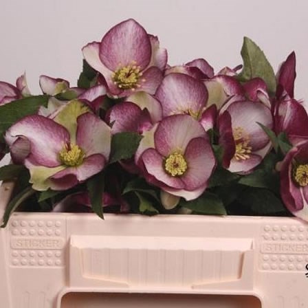 HELLEBORES AARENDELLE MARA RED PICOTEE