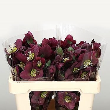 HELLEBORES ANNA'S RED