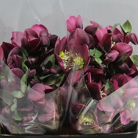 HELLEBORES ANNA'S RED