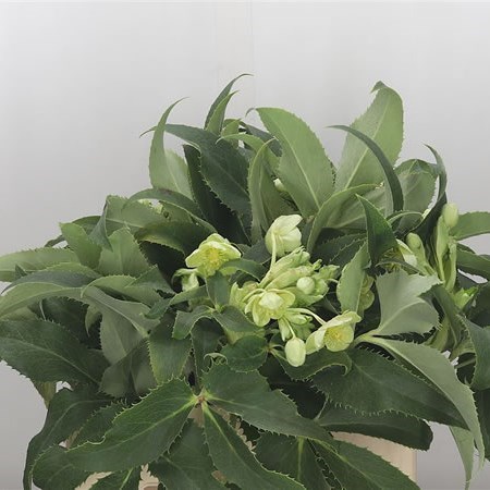 HELLEBORES ARGUTIFOLIUS