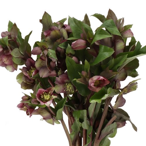 HELLEBORES CLASSIC GRACE