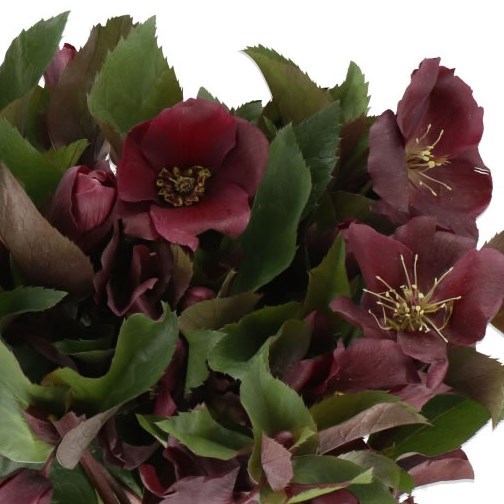 HELLEBORES CLASSIC ONE