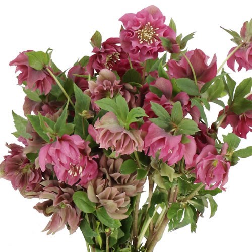HELLEBORES DOUBLE ELLEN PINK