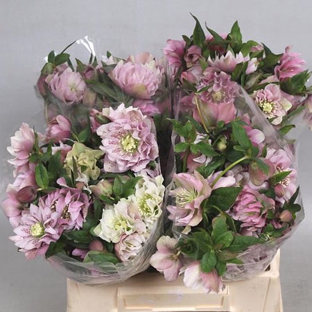 HELLEBORES DOUBLE ELLEN PINK
