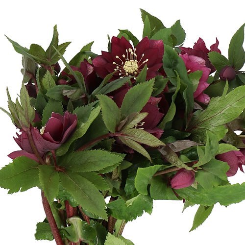 HELLEBORES DOUBLE ELLEN RED