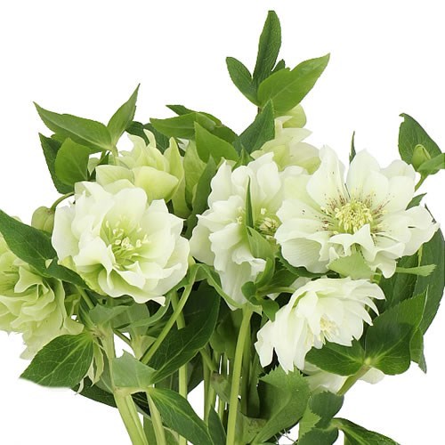 HELLEBORES DOUBLE ELLEN WHITE