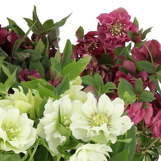 HELLEBORES DOUBLE MIX