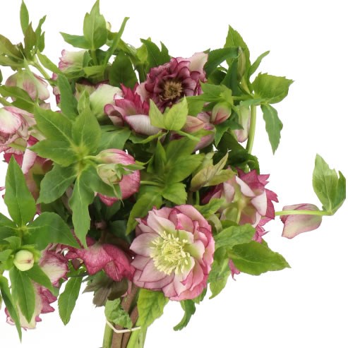 HELLEBORES ELLEN PICOTEE