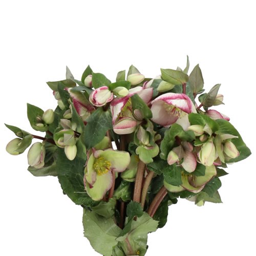 HELLEBORES GLENDAS GLOSS