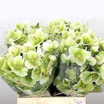 HELLEBORES MOLLY'S WHITE