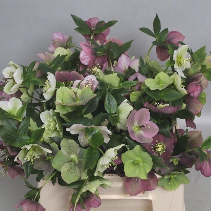 HELLEBORES ORIENTALIS