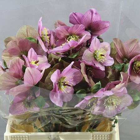 HELLEBORES PENNY PINK