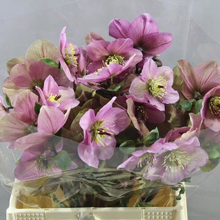 HELLEBORES PENNY PINK