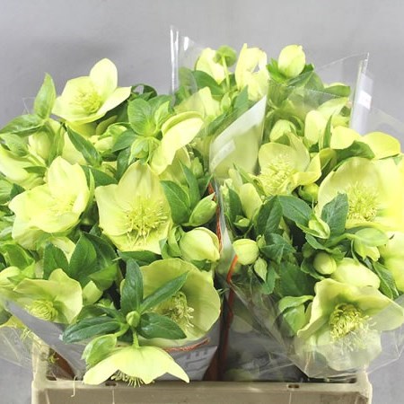 HELLEBORES QUEEN YELLOW