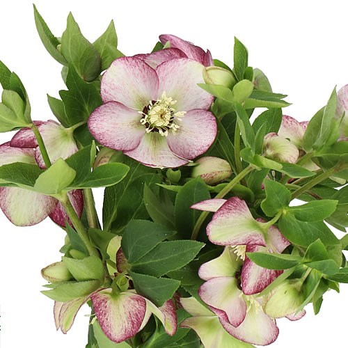 HELLEBORES QUEENS PICOTEE