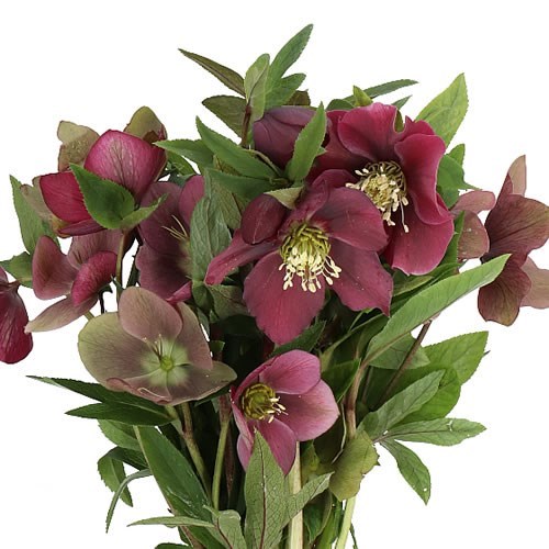 HELLEBORES QUEENS RED 45cm Wholesale Dutch Flowers & Florist Supplies UK