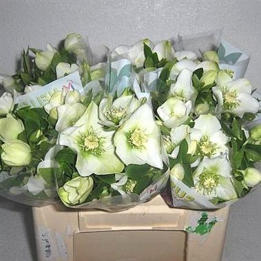 HELLEBORES QUEENS WHITE