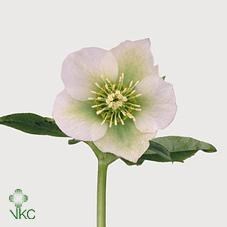 HELLEBORES CHRISTMAS GLORY