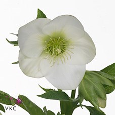 HELLEBORES QUEENS WHITE