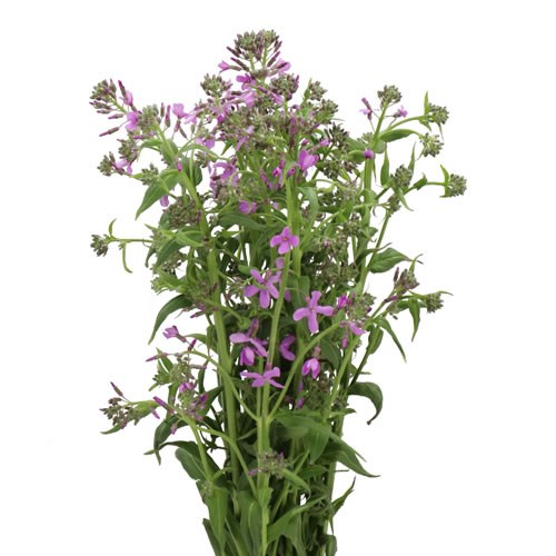 HESPERIS LILAC