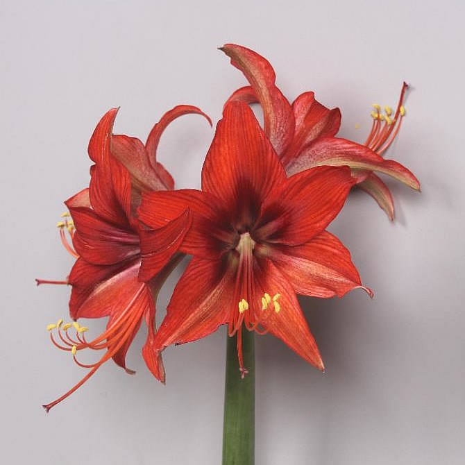 HIPPEASTRUM AUTUMN VALLEY