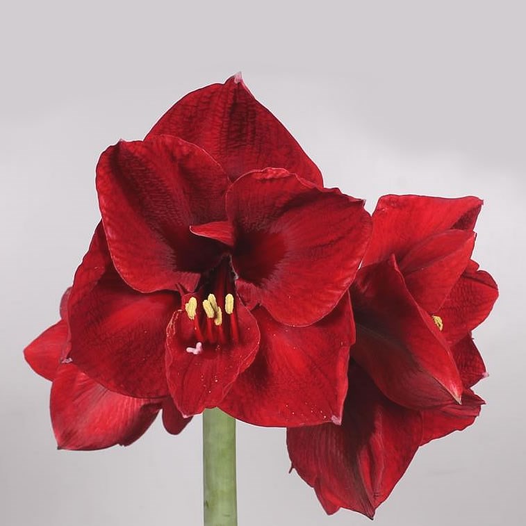 HIPPEASTRUM BENFICA
