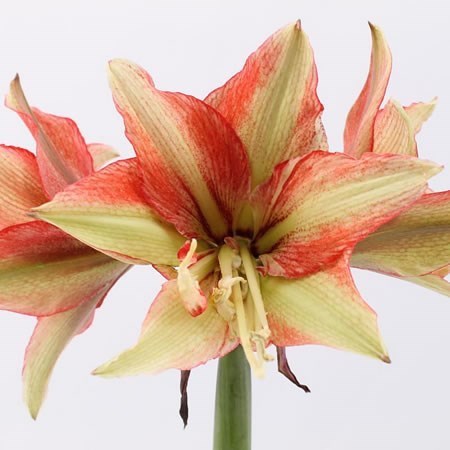 HIPPEASTRUM BENTLEY