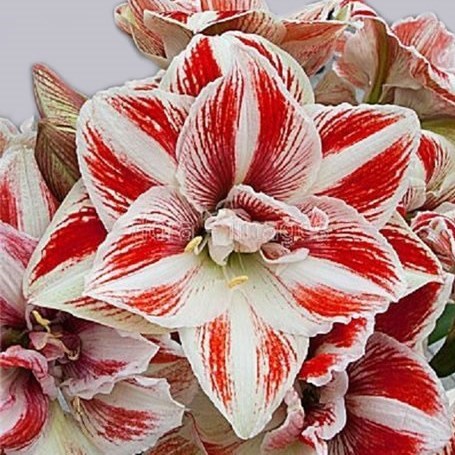 HIPPEASTRUM BRIGHT NYMPH
